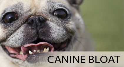 Pet Education TV Pet Education TV